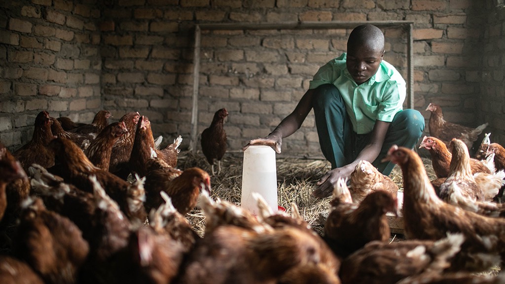 a man feeding chickens in a chicken coop.