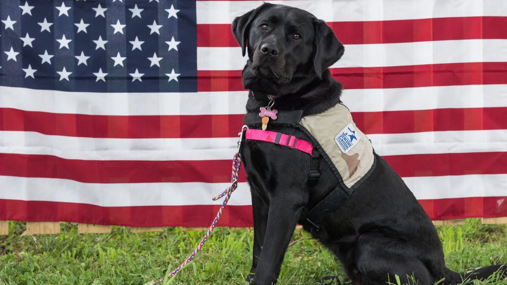 a black labrador sits in front of an american flag.