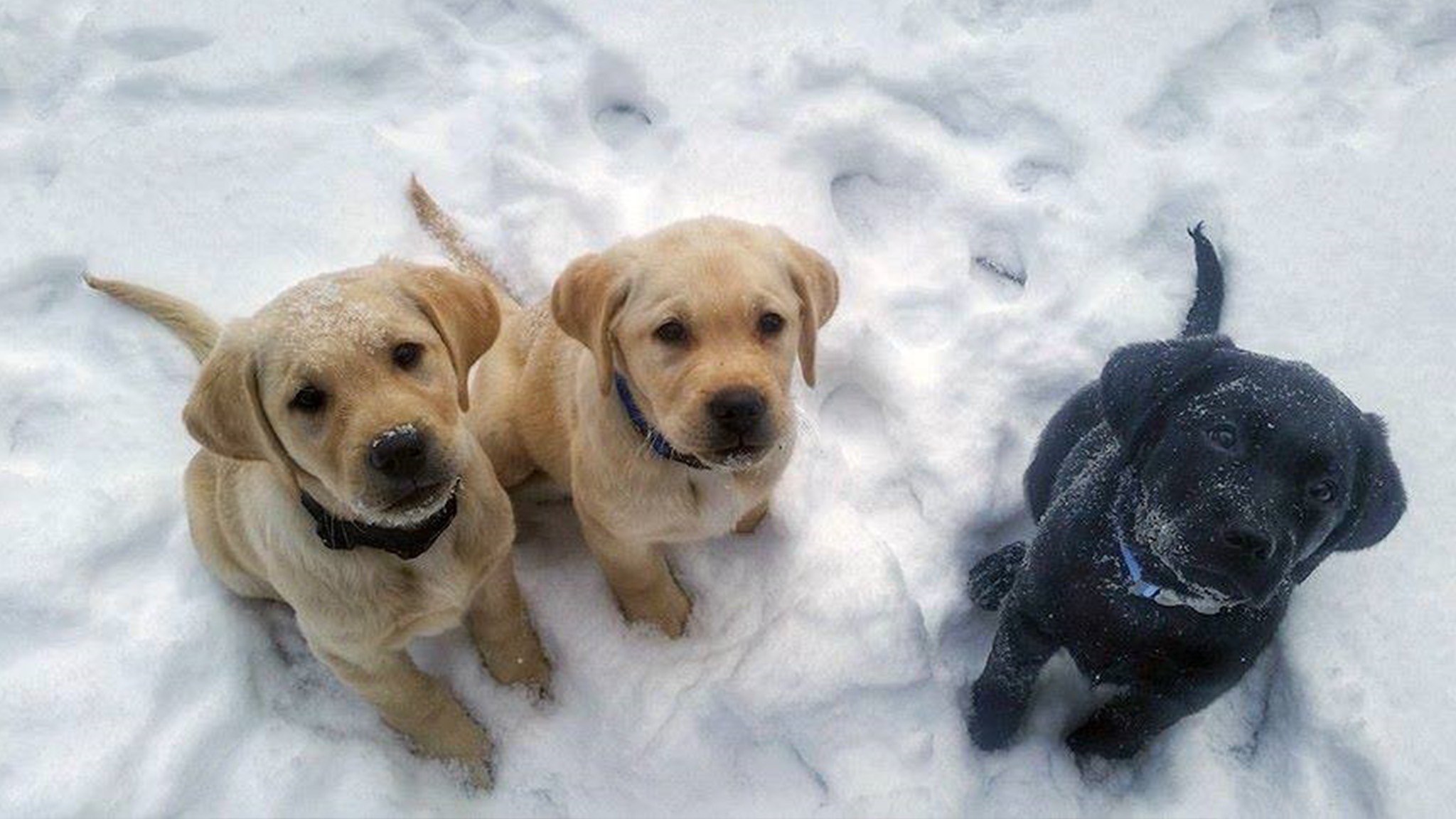 three labrador retriever puppies sitting in the snow.