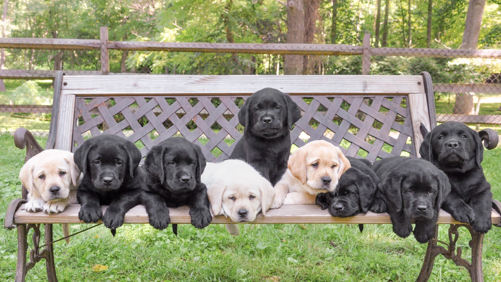 a group of black labrador puppies sitting on a bench.